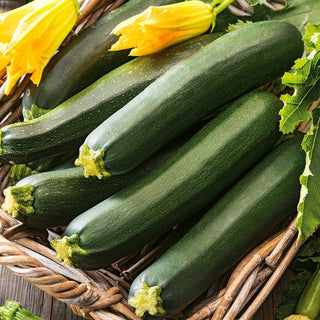 Courgette Black Beauty - Vert foncé classique, chair juteuse et très polyvalente - Très grand sachet - 500 g
