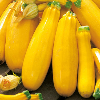 Courgette Goldena - Fruits jaune vif, délicieux et très décoratifs - Grand sachet - 100 g