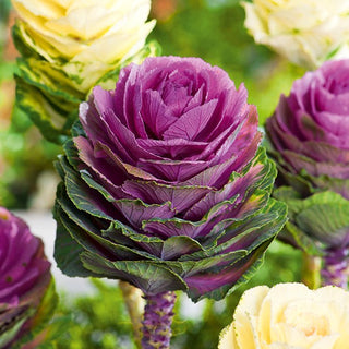 Ornamental Cabbage Sunrise - Striking Decoration for Any Border - Brassica oleracea - Premium Seeds
