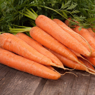 BIO Carotte Berlikumer 2 - Variété écologique productive et résistante - Graines Premium