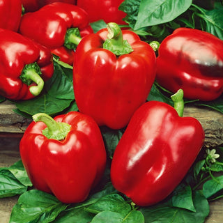 BIO Poivrons - California Wonder - Poivron doux pour grillades et salades
