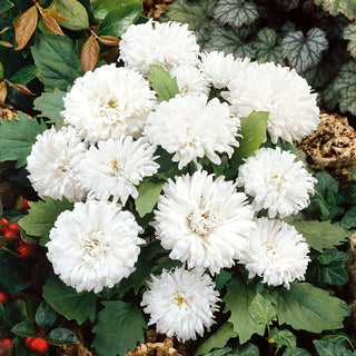 Dwarf Aster Milady White - Extremely Charming - Callistephus chinensis - Premium Seeds