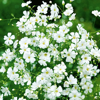 Gypsophila Elegans White - Small White Flowers, Rounded Shape, Ideal for Borders and Bouquets - Gypsophila elegans - Premium Seeds