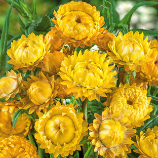 Strawflower Yellow - Vigorous Growth, Perfect for Dry Bouquets and Borders - Helichrysum bracteatum - Premium Seeds