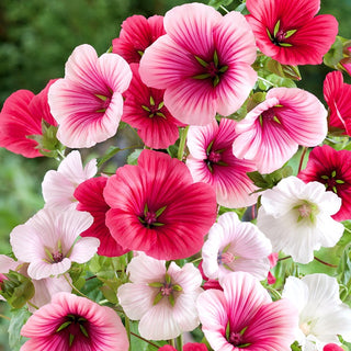 Mallow Wort - Ornament for Borders and Bouquets - Malopa trifida - Premium Seeds
