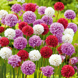 Armeria pseudarmeria Mixed - Charming White, Pink and Purple Flowers, a Reliable Border Decoration - Armeria pseudarmeria - Premium Seeds