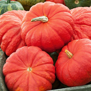 Pumpkin Rouge Vif d'Etampes - Variety with Sweet Flavour and Ease of Cultivation - Cucurbita maxima - Premium Seeds