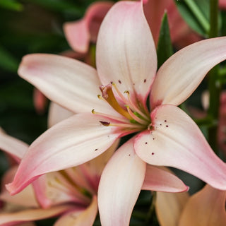 Lys asiatique - Easy Waltz - Lilium - Rose subtil, parfum unique