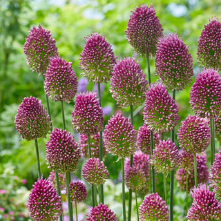 Ail à tête ronde - Allium - Décoration exceptionnelle des massifs - 20 bulbes