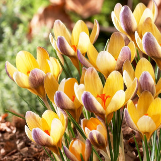 Crocus - Advance - Crée un effet de tapis coloré - 10 bulbes