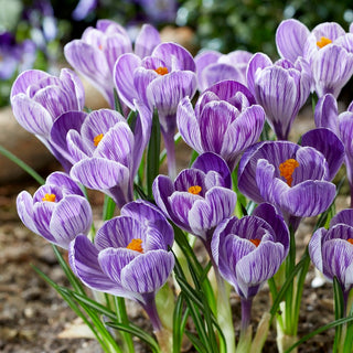 Crocus - King of the Striped - Crée des tapis colorés sur les pelouses - 10 bulbes