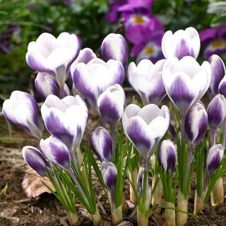 Crocus - Prins Claus - Décoration subtile des massifs et des pelouses - 10 bulbes