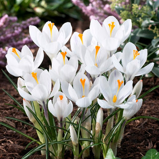 Crocus - Jeanne d'Arc - Illumine les massifs d’un blanc pur - 10 bulbes