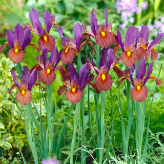 Iris de Hollande - Eye of the Tiger - Iris - Couleur exceptionnelle aux accents d’orient - 10 bulbes