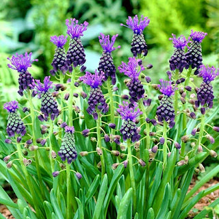 Muscari à toupet - Violet qui donne de la profondeur aux massifs - 5 bulbes