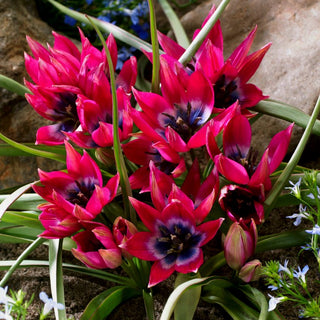 Tulipe - Little Beauty - Tulipa - Beauté en format compact - 5 bulbes
