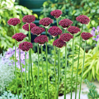 Ail d'ornement - Atropurpureum - Allium - Élégance et style du massif - 5 bulbes