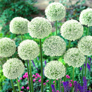 Ail d'ornement - White Giant - Allium - Rustique, sans souci
