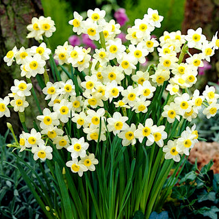Narcisse - Minnow - Narcissus - Couleurs printanières subtiles et délicates - 5 bulbes