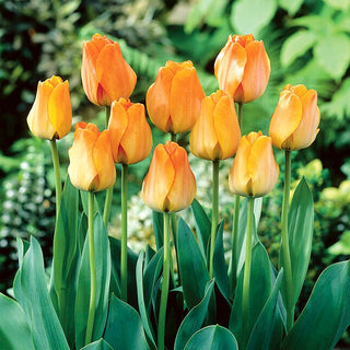 Tulipe - Daydream - Tulipa - Floraison durable, forme légère - 5 bulbes