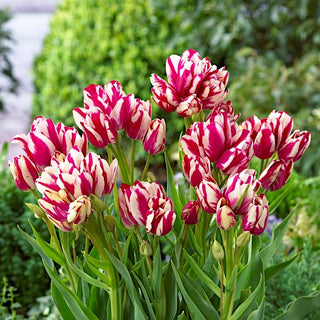Tulipe - Flaming Club - Tulipa - Tiges élancées, robustes et résistantes - 5 bulbes
