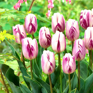 Tulipe - Flaming Flag - Tulipa - Pétales dentelés au style perroquet - 5 bulbes