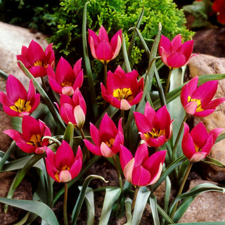 Tulipe - Persian Pearl - Tulipa - Précoce aux couleurs classiques - 5 bulbes