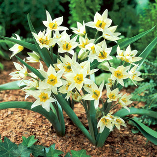 Tulipe - Turkestanica - Tulipa - Charme parfait et naturaliste - 5 bulbes