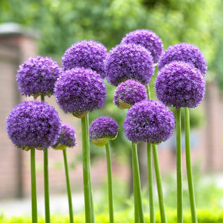 Ail d'ornement - Gladiator - Allium - Décoration du jardin et des bouquets