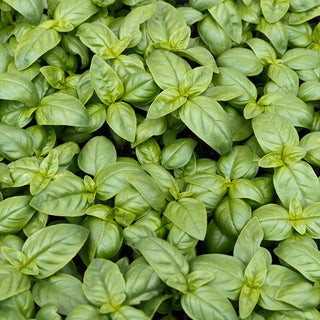 BIO Basilic Genovese - Goût et arôme exceptionnels - Ocimum basilicum - Graines Premium