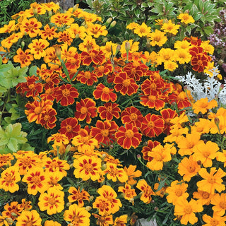 French Marigold Single Flower Mix - Profuse Blooming, Tolerates Cold, Easy to Grow - Tagetes patula - Premium Seeds