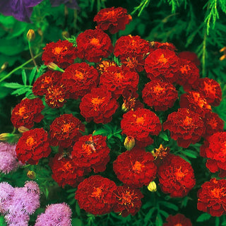 Œillet d'Inde Carmen - Composition riche de graines pour l’été - Tagetes patula - 1 kg