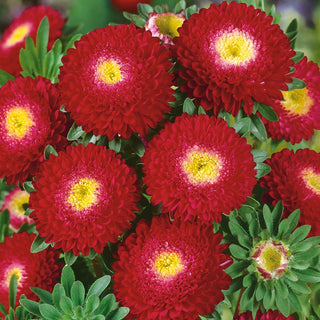Pompon Aster Red - Stunning Full Flower Clusters in Deep Colour - Callistephus chinensis - Premium Seeds
