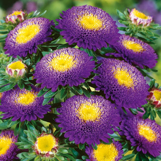 Pompon Aster Dark Blue - Exceptional Beauty in a Classic Form - Callistephus chinensis - Premium Seeds