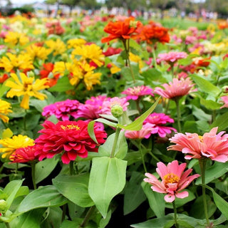 Zinnia Nain - Thumbelina - Variété compacte idéale pour les jardinières - Zinnia elegans