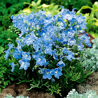 Siberian Larkspur Blue - Intense Colour, Long Blooming, Resistant and Durable - Delphinium grandiflorum - Premium Seeds