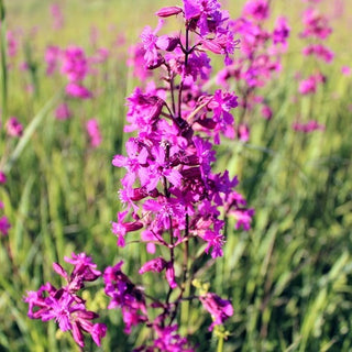 Silène visqueux - Mélange - Explosion estivale de couleurs - Lychnis viscaria - Graines Premium