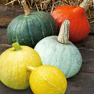 Potiron - mélange de variétés - Diversité de saveurs et de formes