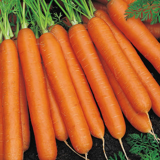 Carrot Nantes 3 - Exceptionally Productive, Crunchy, Juicy and Sweet - Premium Seeds