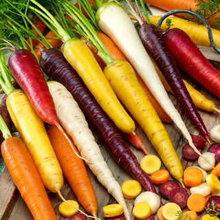 Carrot - Mix of Colourful Varieties - Colourful Feast for the Eyes and Palate, Abundant Harvests - Premium Seeds