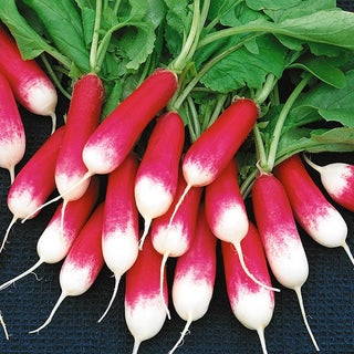 Radish Opolanka - Quick and Abundant Harvests, Juicy and Delicate - Premium Seeds