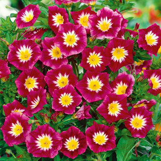 Convolvulus Red Ensign - Beautifully Blooming, Delicate Climber with Charming Flowers - Convolvulus tricolor - Premium Seeds