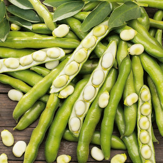 Fève Dragon - Récolte précoce dès le début de l’été - 500 g