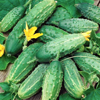 Concombre Soplica F1 - Idéal pour la fermentation et les salades - 100 g