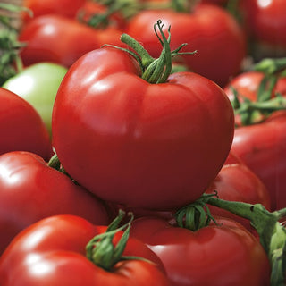 Tomato Hardy F1 - High Productivity and Resistance, Super Tasty - Premium Seeds