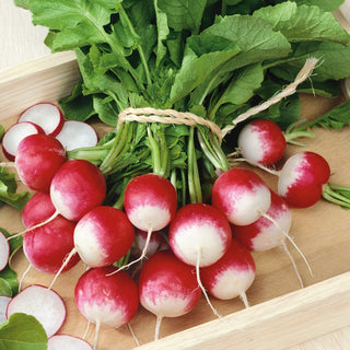 Radish Poloneza - Mild Flavour, Delicate Spiciness, Perfect for Sandwiches - Premium Seeds