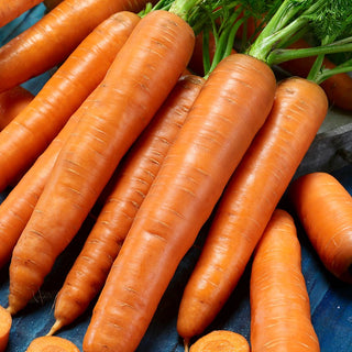 Carotte Karotina - Idéale pour les jus et pour les enfants - 100 g