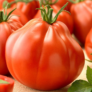 Tomato Pera d'Abruzzo - Meaty and Juicy, Easy to Grow, Exceptional Productivity - Premium Seeds