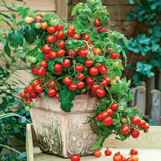 Tomato Vilma - Ideal for Balconies, Exceptionally Productive - Premium Seeds
