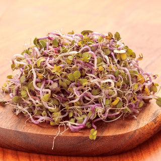 BIO Graines à germer - Radis China Rose - Pousses roses au goût prononcé